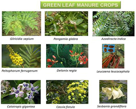 Green Leaf Manure